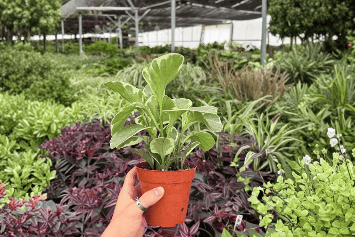 Variegated Peperomia Obtusifolia 2 Exact Live Plants – 4-Inch Pots – Peperomia obtusifolia