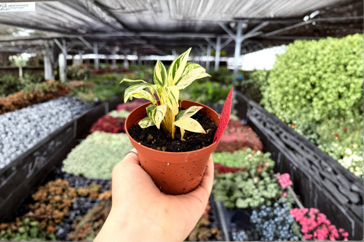 2 Exact Variegated Stachyphrynium repens Live Plants – 4-Inch Potted Houseplants