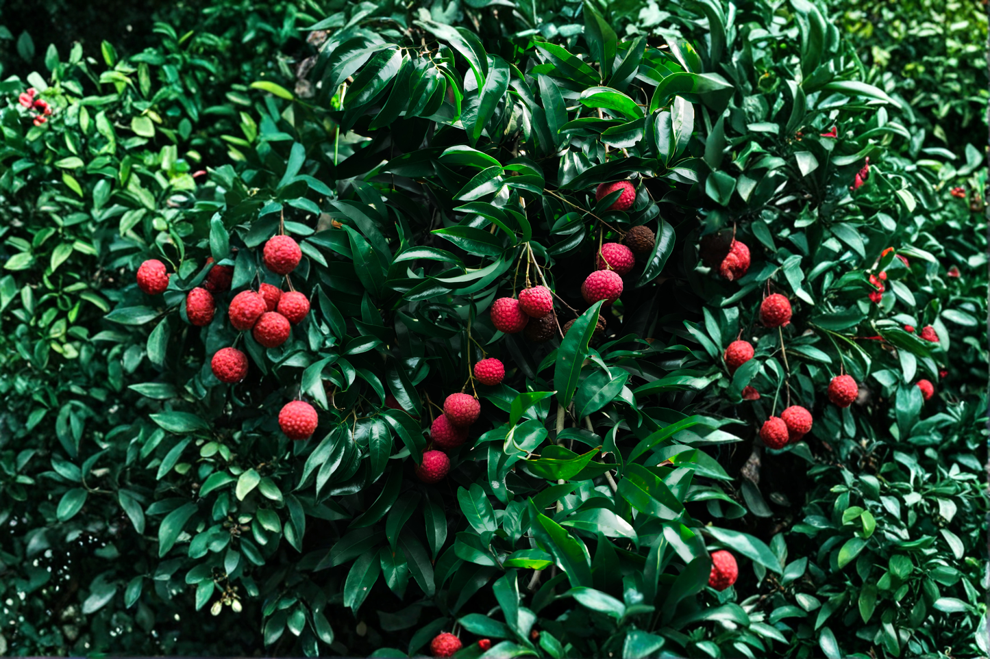 Lychee Tree Seedling Live Plant – 1–2 Ft Tall – Exotic Fruit Tree – Litchi chinensis
