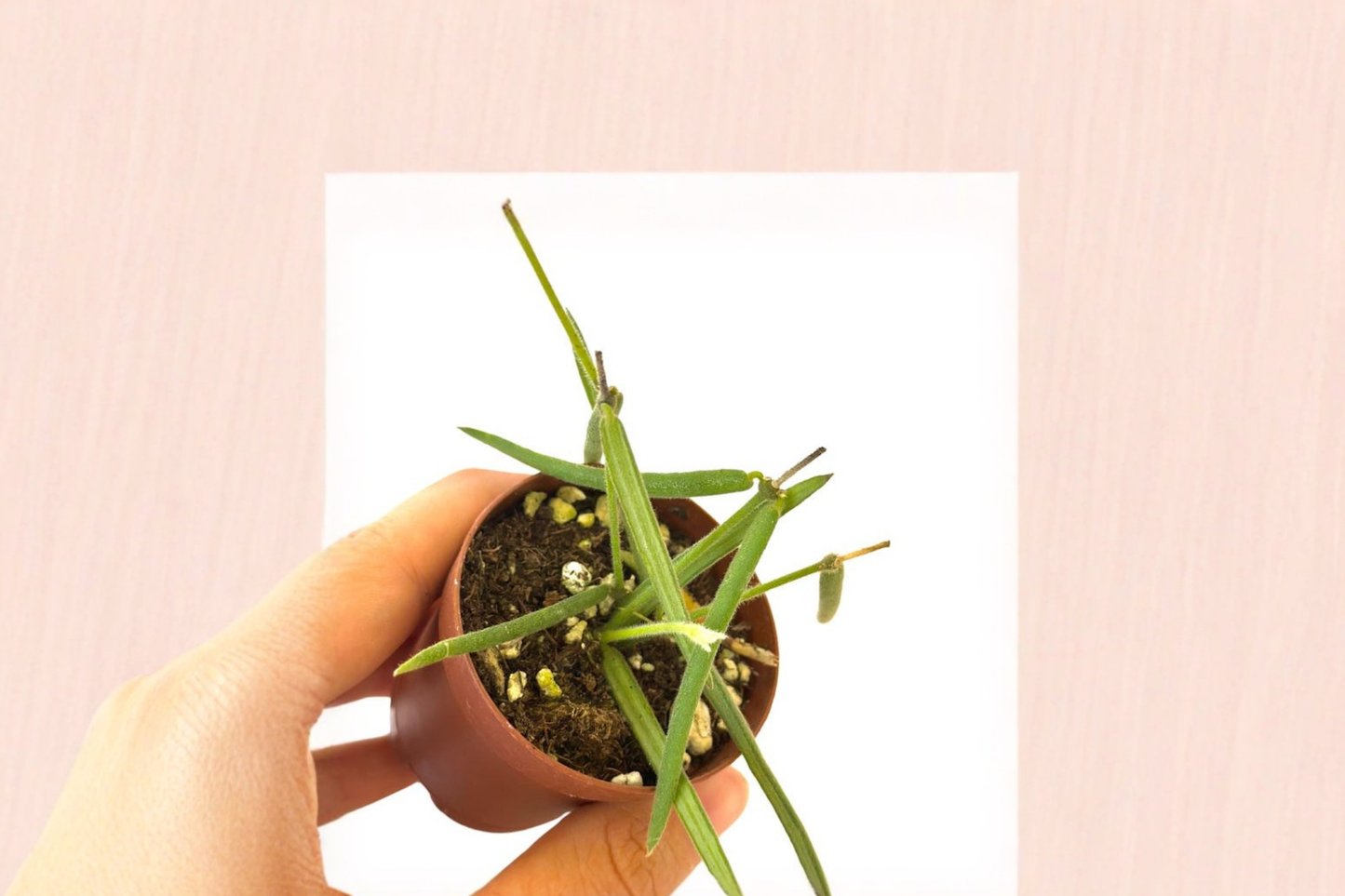 Hoya Linearis Live Plant Rooted Hoya Cutting Rare Trailing Houseplant 2 Inch Pot Indoor Plant Gift for Collectors