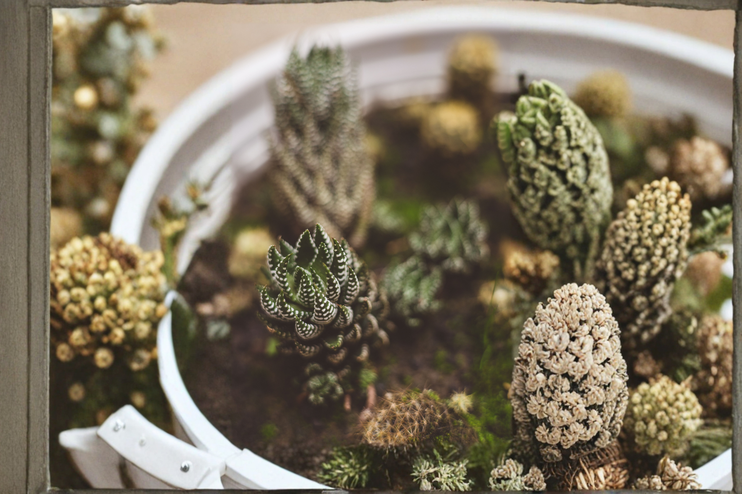 Haworthia coarctata Live Succulent Plant – Fully Rooted – 2 Inch Planter Pot