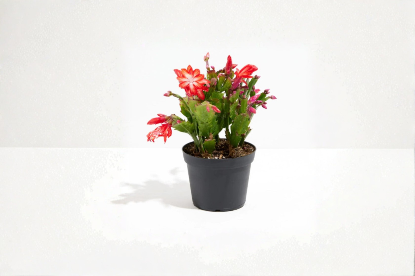 Holiday Cactus Live Plant Schlumbergera Truncata Blooming Succulent 4 Inch Pot