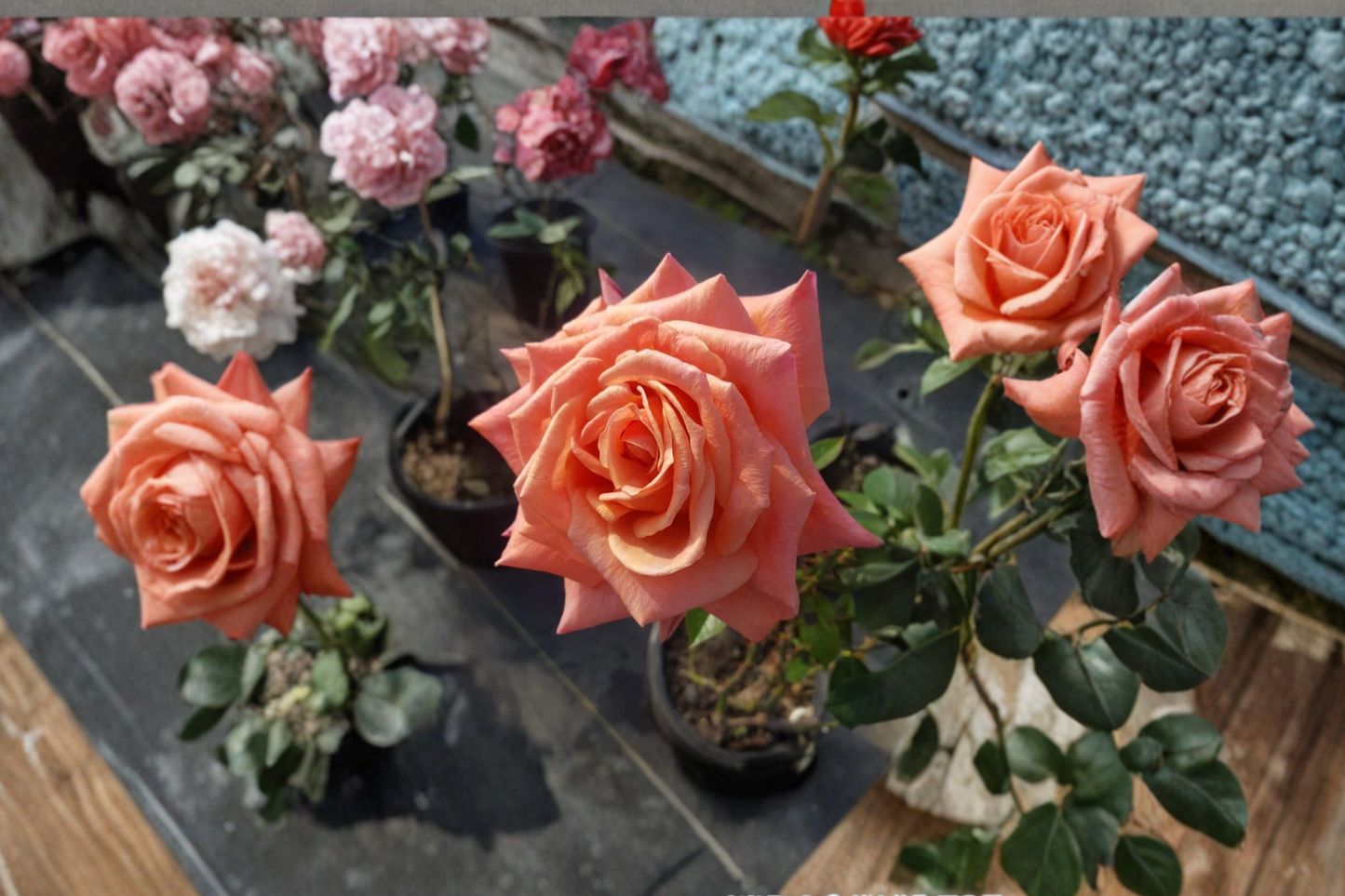 Arizona Rose Plant 2 Gal Orange Yellow Grandiflora Rose Bush Live Outdoor Garden Flowering Shrub