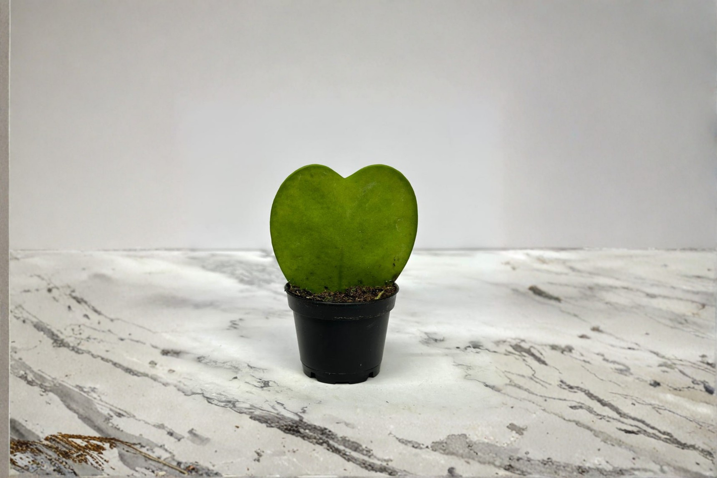 Hoya Kerrii Live Plant Heart Shaped Hoya 2 Inch Pot Rooted Starter Houseplant Gift
