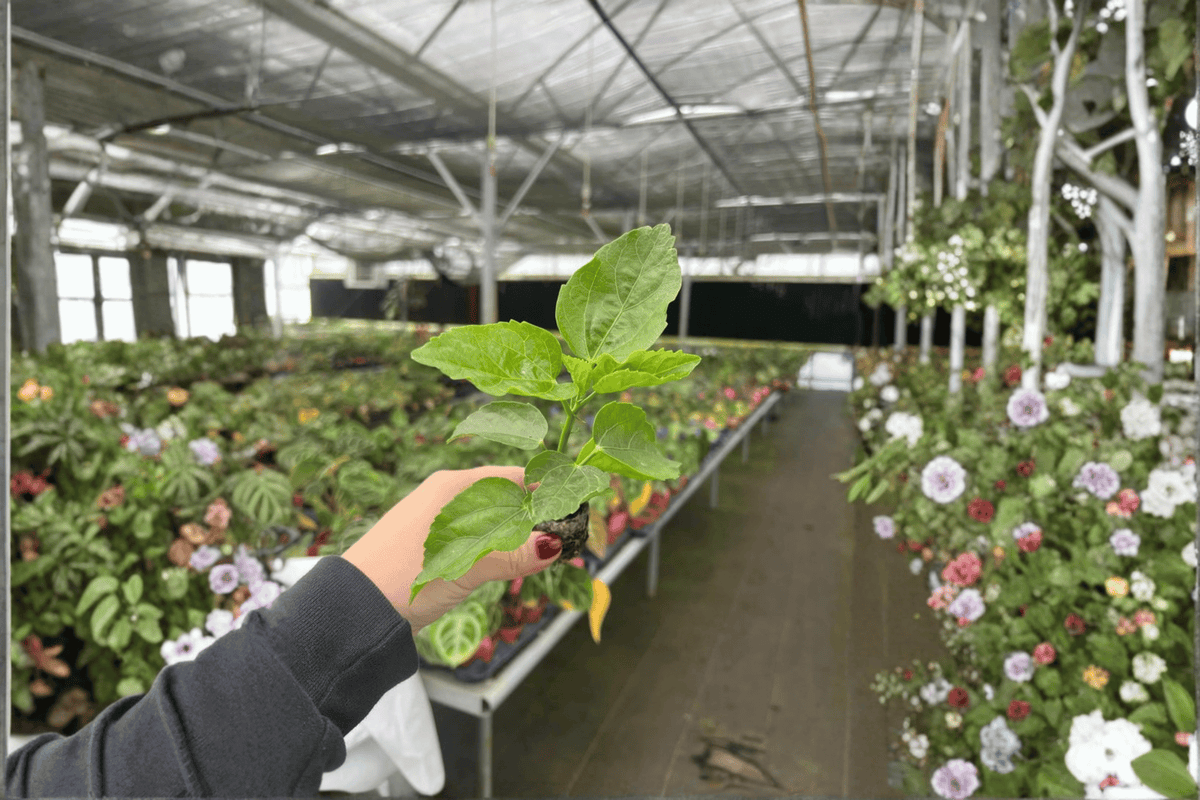 2 Jennie Lynn Hibiscus Starter Plants – Live Hibiscus rosa-sinensis