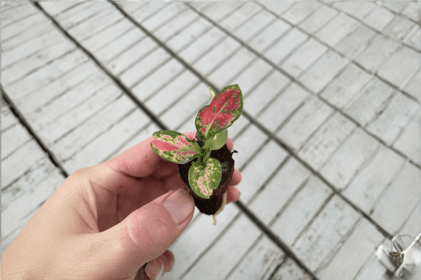 2 Aglaonema Black Maroon Starter Plants – Aglaonema Hybrid Bare Root