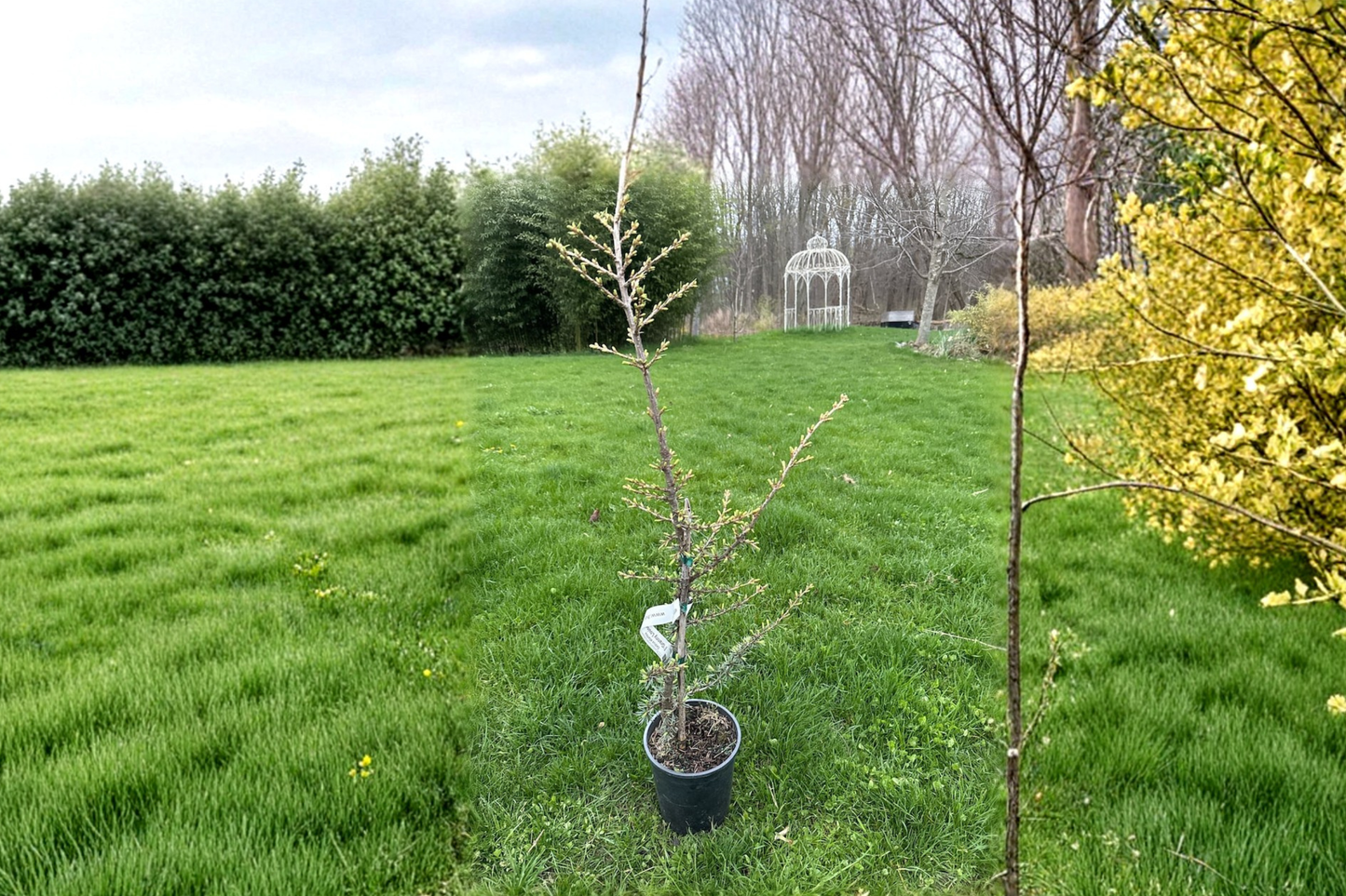 Granny Louise Atlas Cedar 18 Inch Live Plant 1 Gallon Pot – Cedrus atlantica Weeping Evergreen Conifer Garden Tree