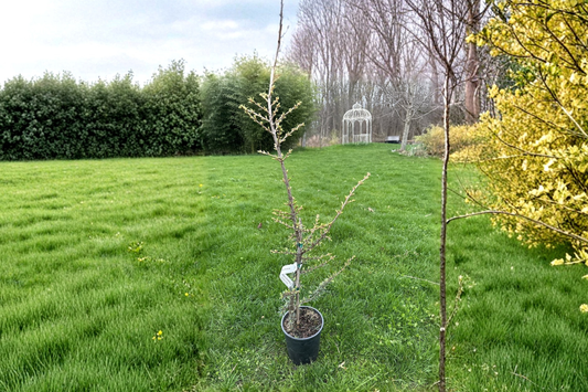 Granny Louise Atlas Cedar 18 Inch Live Plant 1 Gallon Pot – Cedrus atlantica Weeping Evergreen Conifer Garden Tree