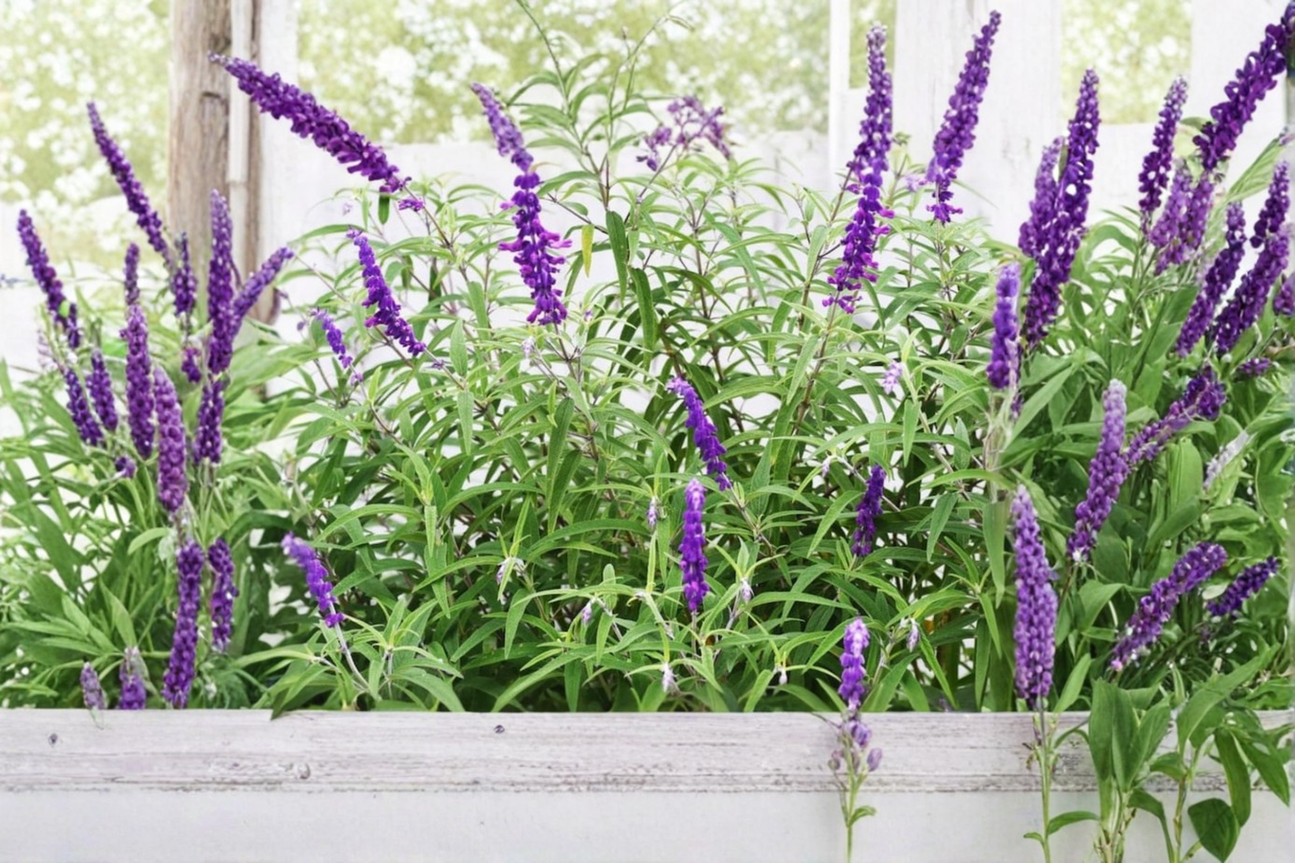 Organic Mexican Bush Sage Live Plant Salvia Leucantha 4 to 6 Inch Rooted Starter Purple Flower Hummingbird Garden Plant