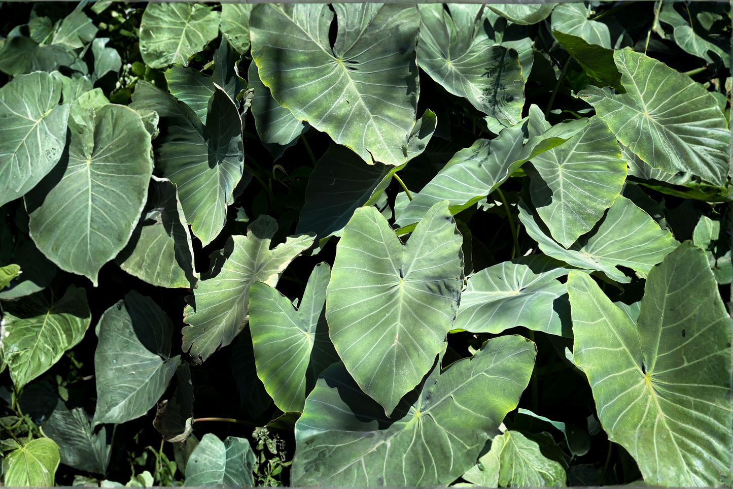 Jack's Giant Colocasia Live Plant – 3-Inch Pot Size – Ships Without Pot – Colocasia 'Jack's Giant'