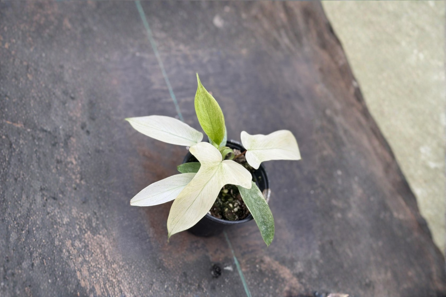 Philodendron Florida Ghost Live Plant Rare Tropical Houseplant in 3 to 4 Inch Pot