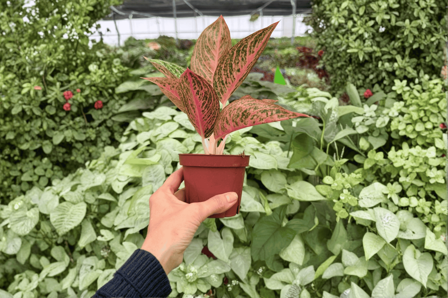 Aglaonema Red Legacy 2 Exact Live Plants – 4-Inch Pots – Aglaonema ‘Red Legacy’