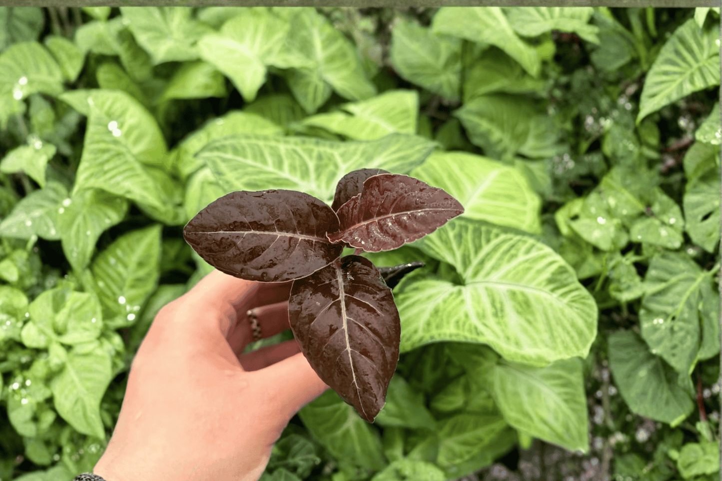 2 Exact Ardisia 'Black Blood' Starter Plants – Live Ardisia in Nursery Pots