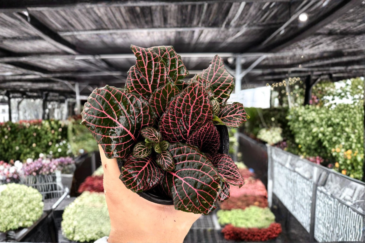 2 Exact Fittonia Pink Nerve Live Plants – 4-Inch Potted Nerve Plants (Fittonia albivenis)
