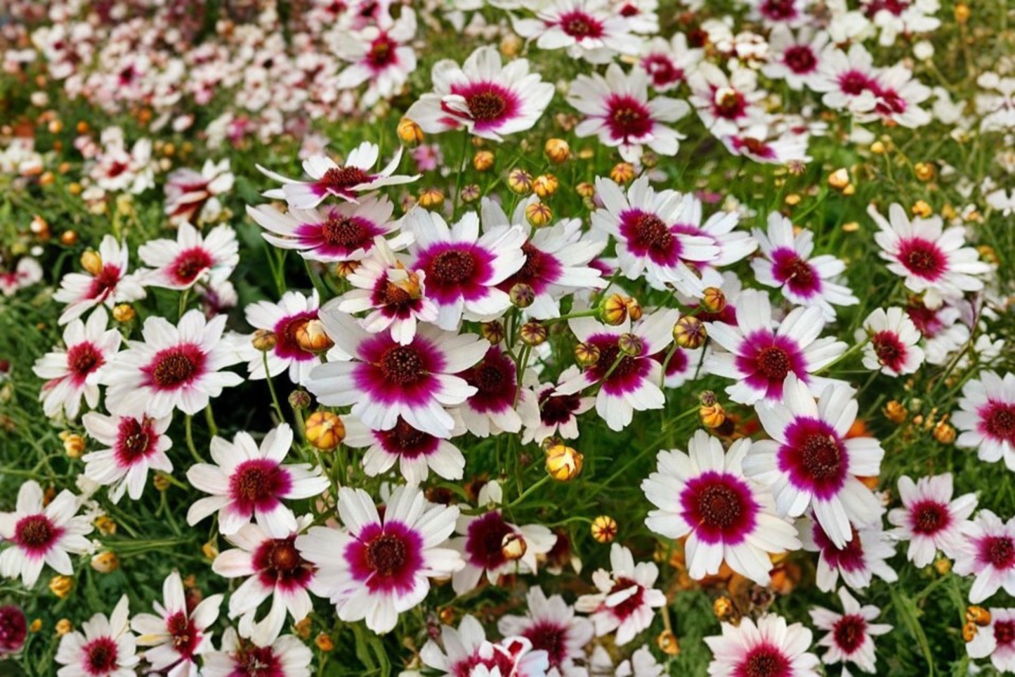 Coreopsis Ice Wine Live Starter Plant – Perennial Tickseed in 2.5 x 3.5 Inch Pot