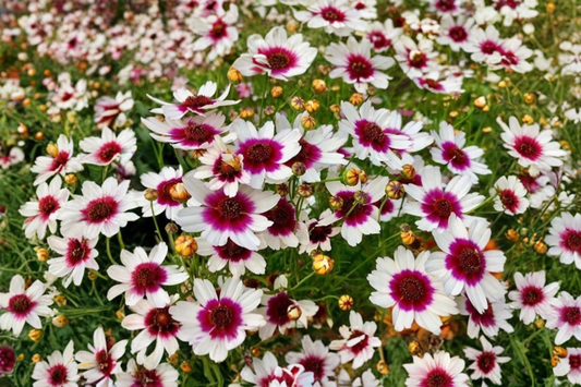 Coreopsis Ice Wine Live Starter Plant – Perennial Tickseed in 2.5 x 3.5 Inch Pot