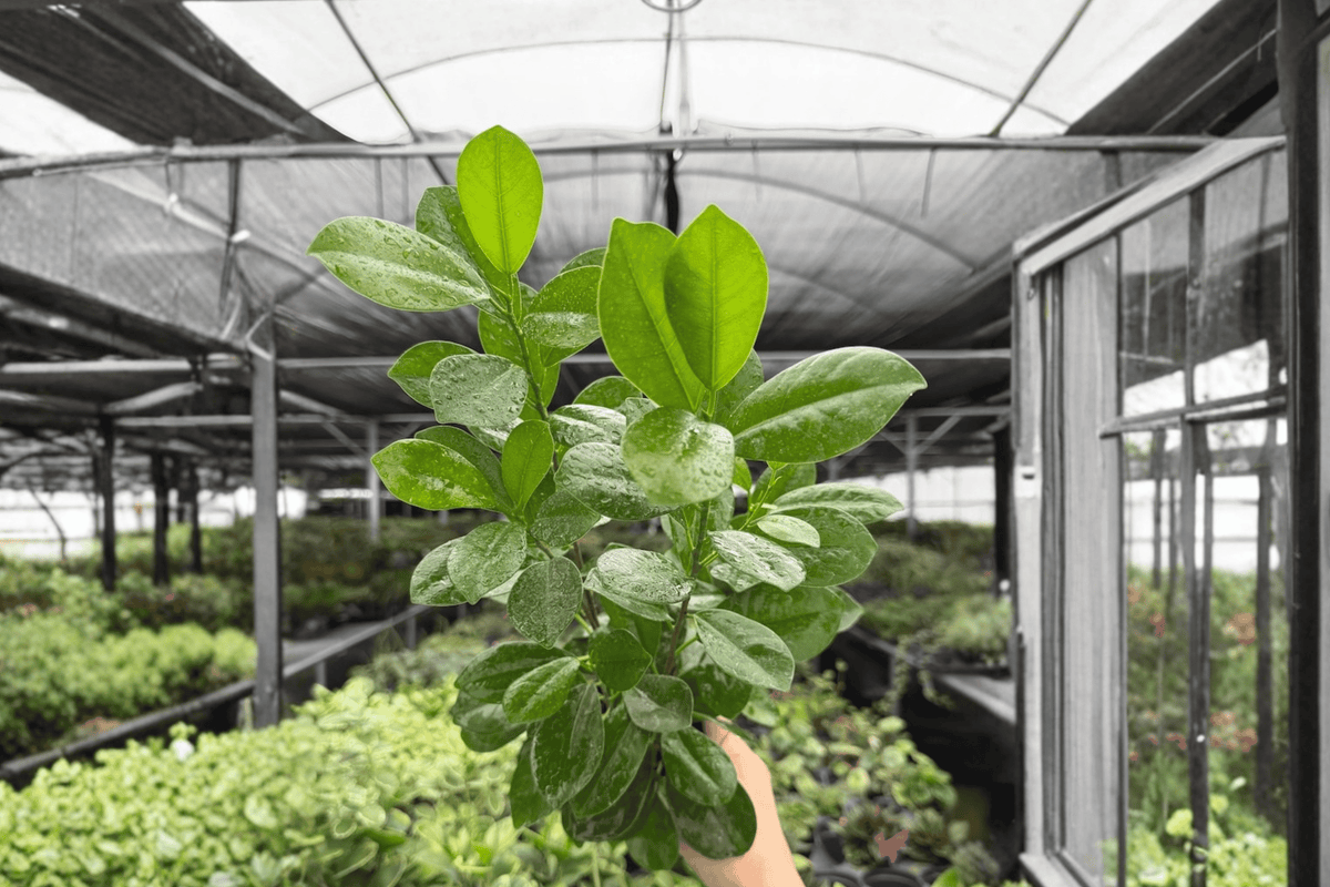 Ficus Moclame – 2 Exact Live Plants, 4-Inch Size – Ficus microcarpa ‘Moclame’