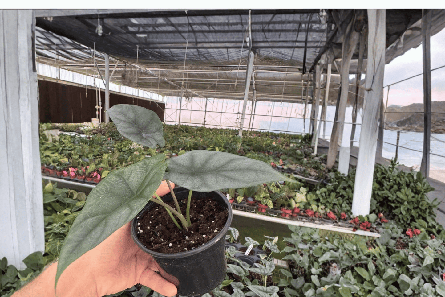 2 Alocasia Silver Wings Hybrid Live Plant – 4-Inch Size – Scalprum × Silver Dragon