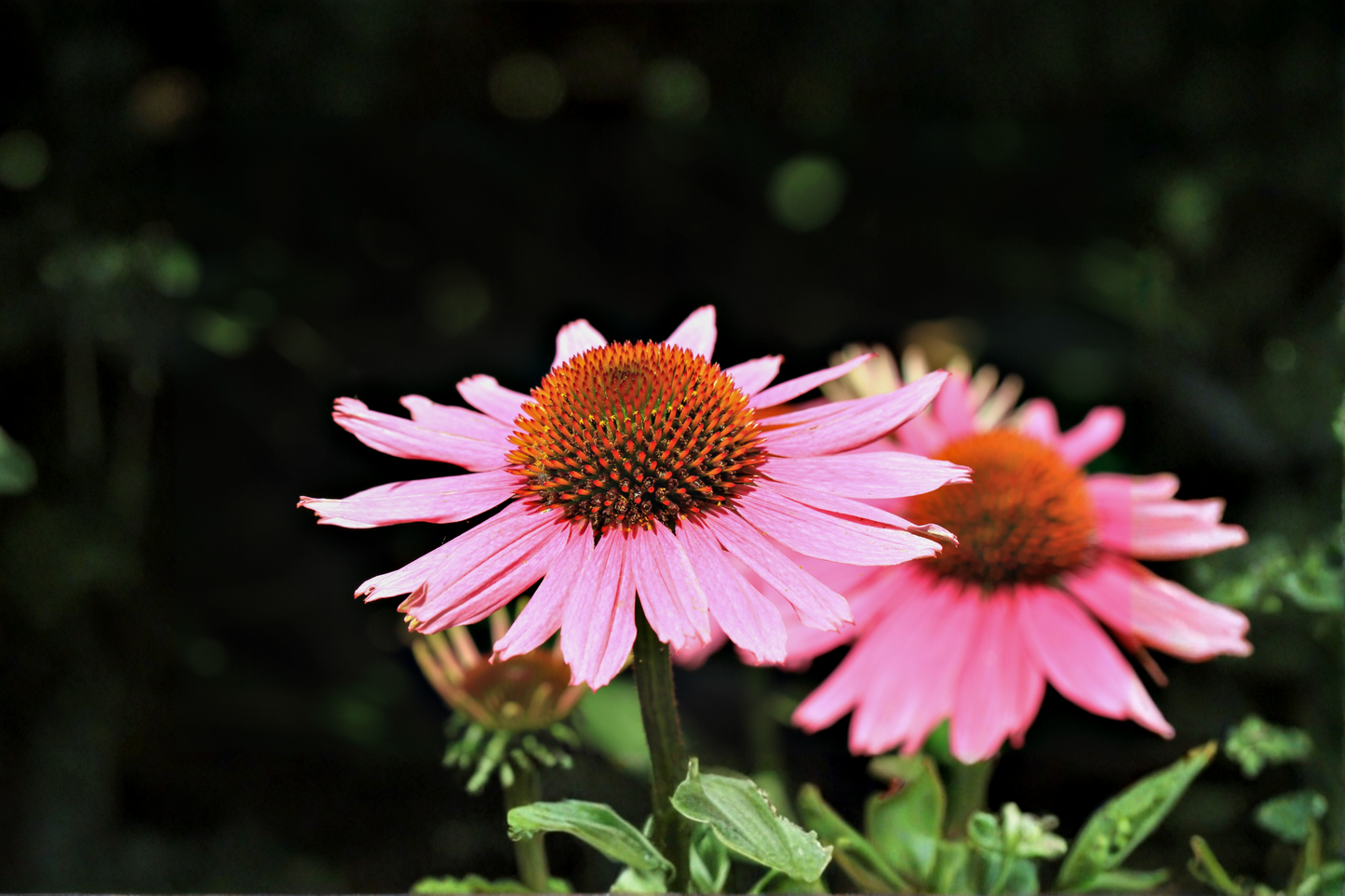 Magnus Coneflower Live Plants 3 Rooted Starters in 1 Qt Pots Echinacea Purple Perennial Flower Garden Plant