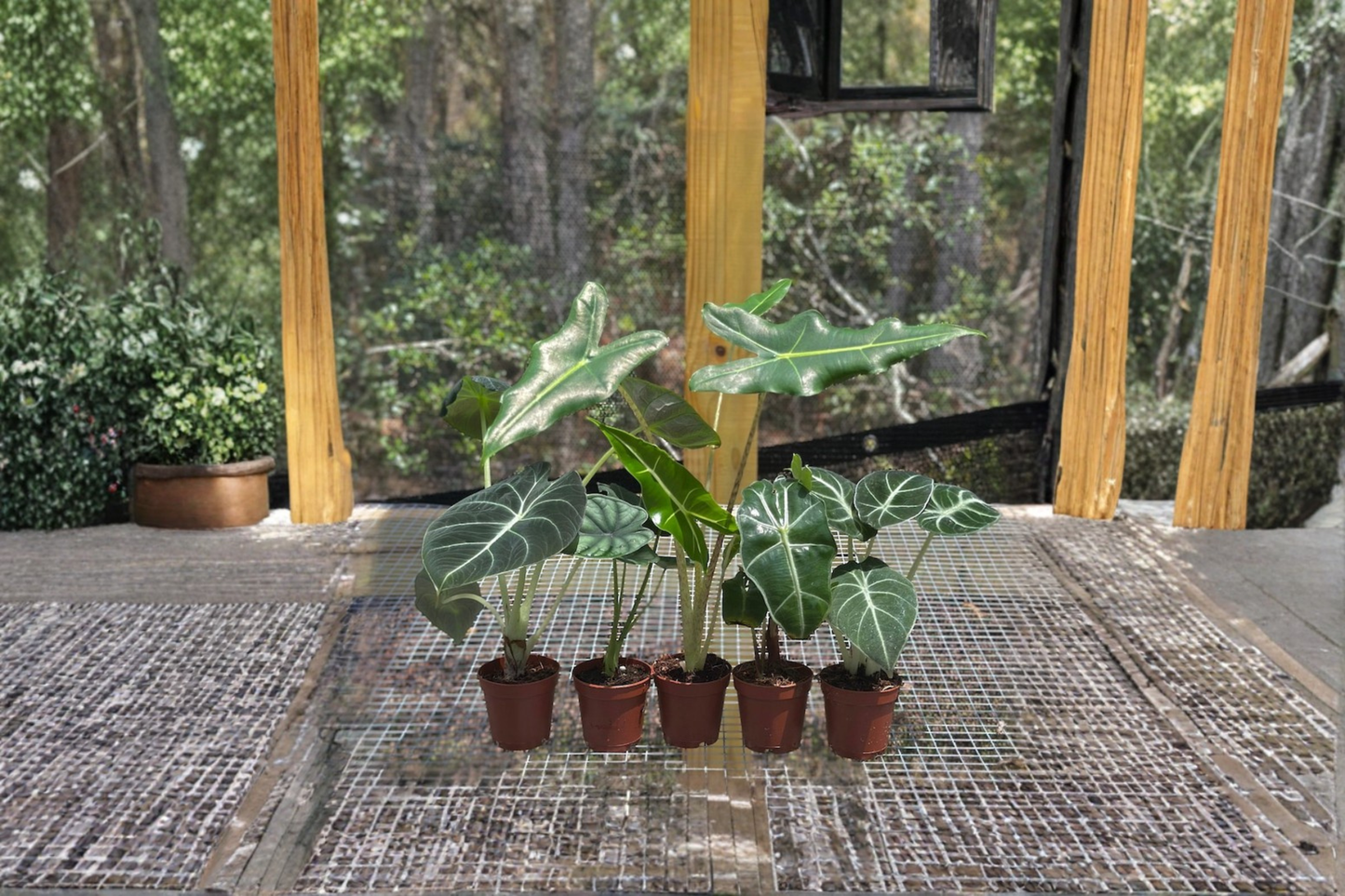 Alocasia Assorted Starter Pack Live Plants 2 Inch Pots Rooted Alocasia Collection Frydek Jacklyn Polly Sarian Cuprea