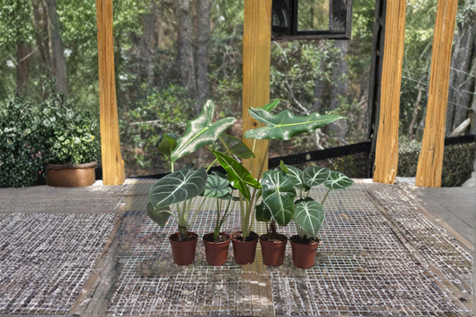 Alocasia Assorted Starter Pack Live Plants 2 Inch Pots Rooted Alocasia Collection Frydek Jacklyn Polly Sarian Cuprea