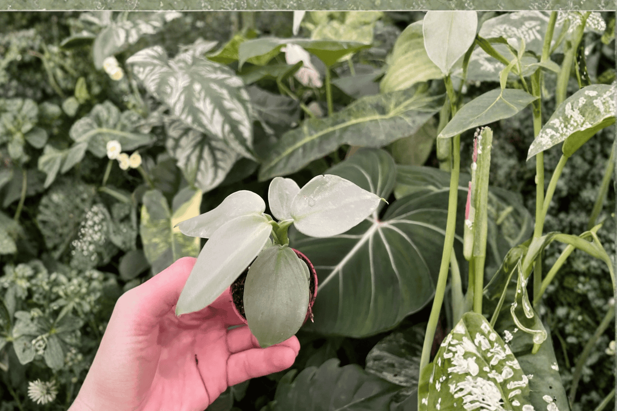 2 Philodendron Silver Sword Starter Plants – 2-Inch Bare Root Live Philodendron (Philodendron hastatum)