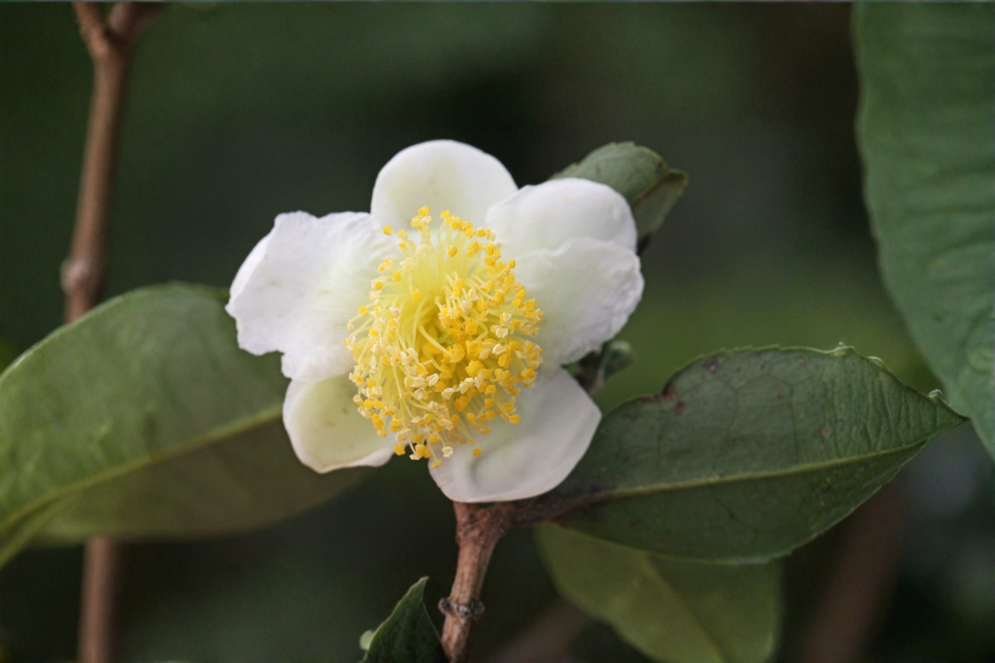 Camellia sinensis Live Tea Plant 3–5 Inches Tall – Starter Plant – Ships Without Pot