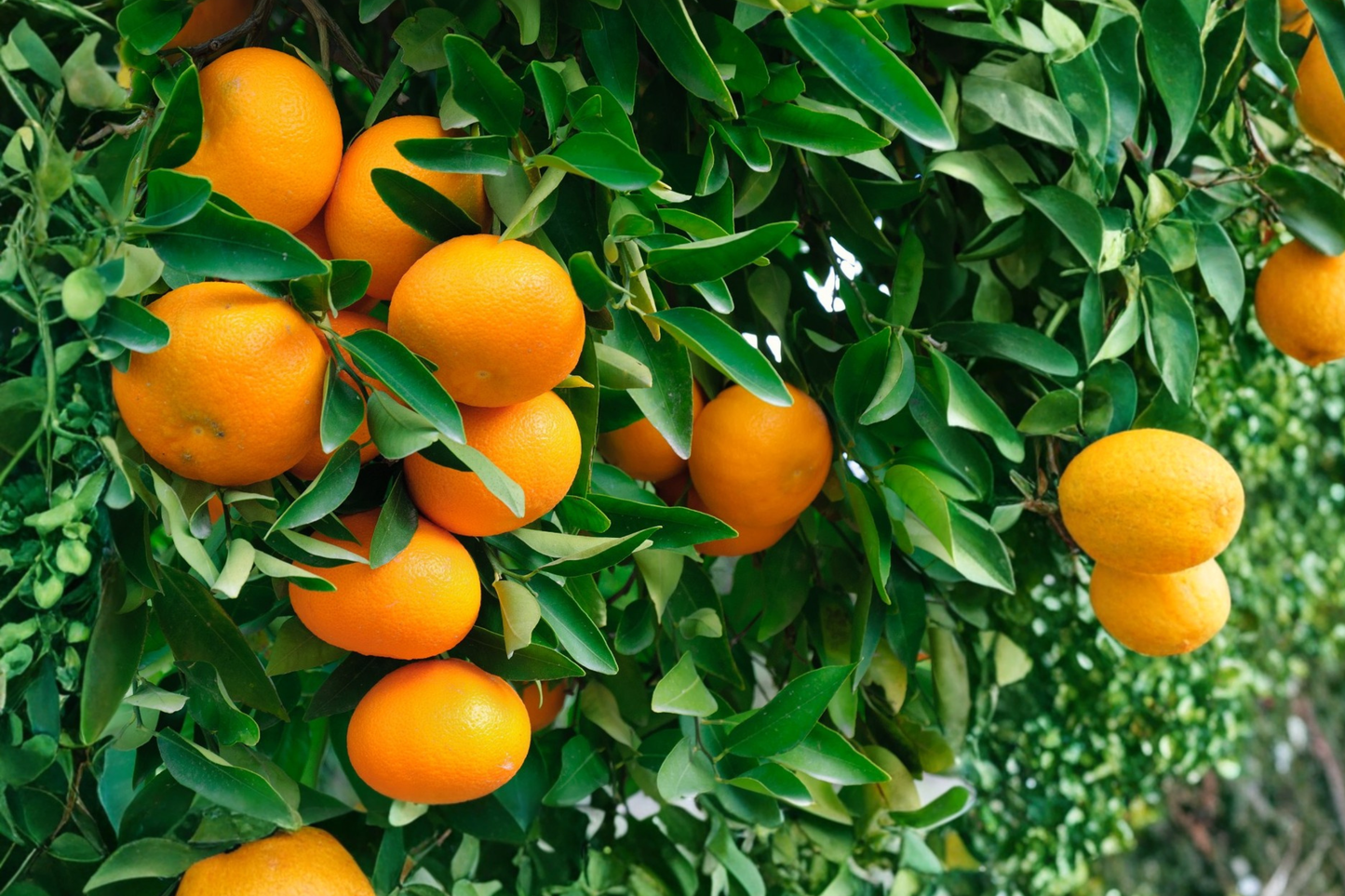 Owari Satsuma Mandarin Tree Grafted Live Plant Easy Peel Citrus Tree Sweet Mandarin Fruit Tree Patio Garden Plant