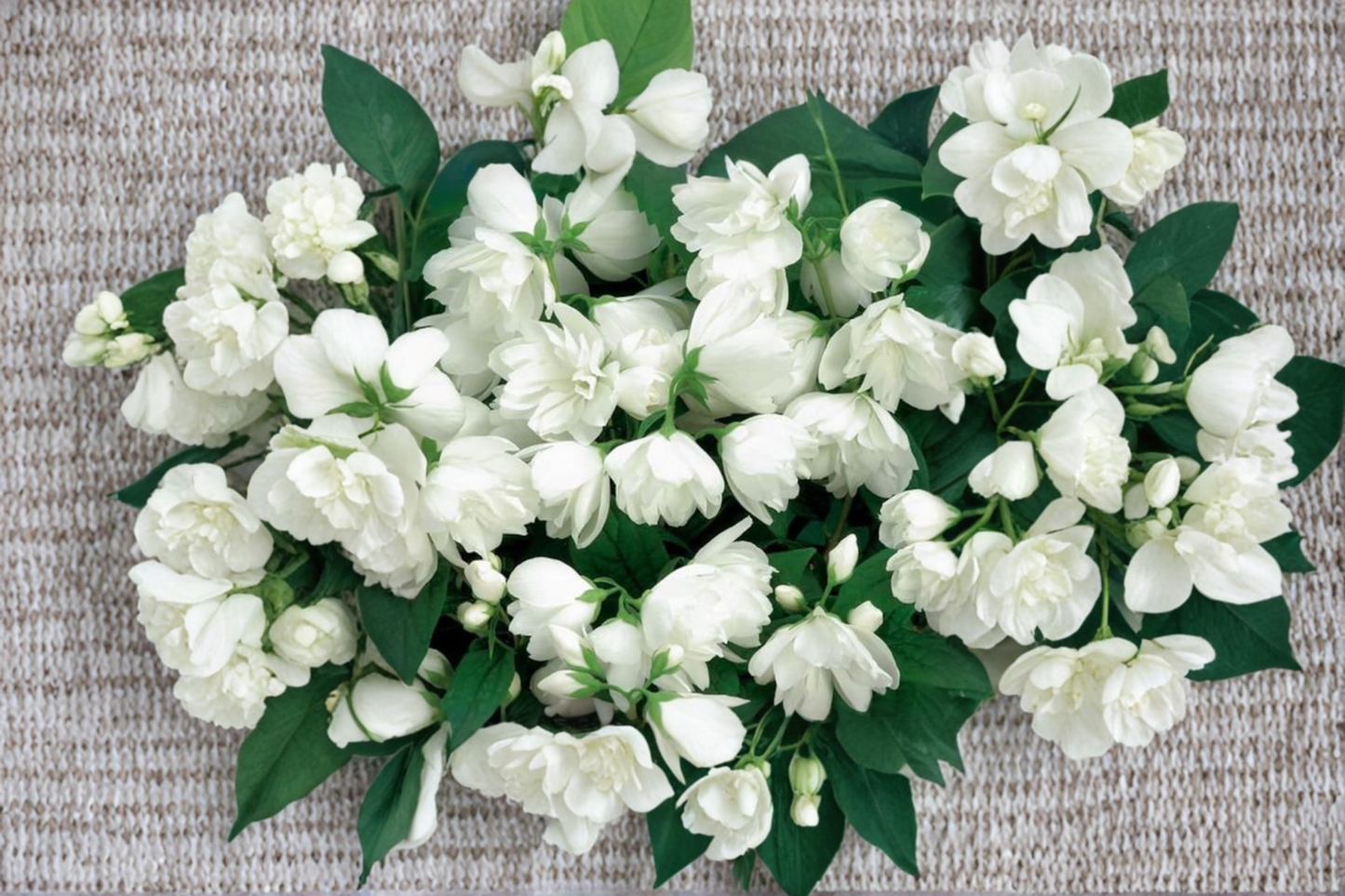 Mock Orange ‘Bouquet Blanc’ 2 Gallon Live Plant – Philadelphus virginalis White Flowering Shrub for Garden