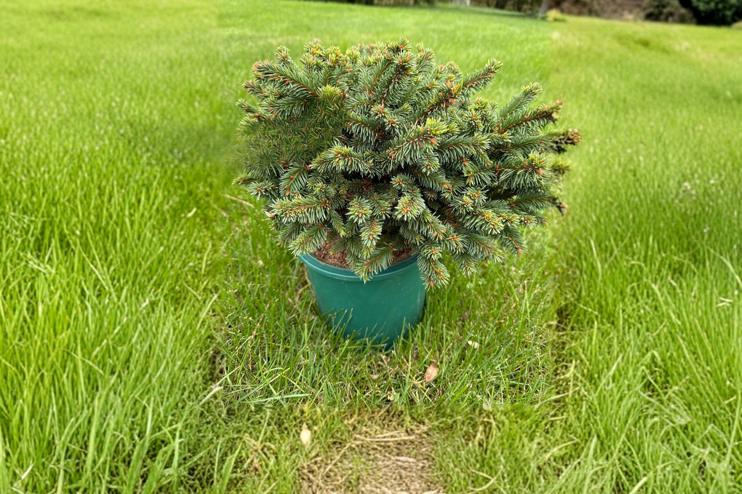 Sids Starfish Spruce Live Plant 2 Gallon Pot – Picea abies Unique Evergreen Tree Ornamental Garden Landscape