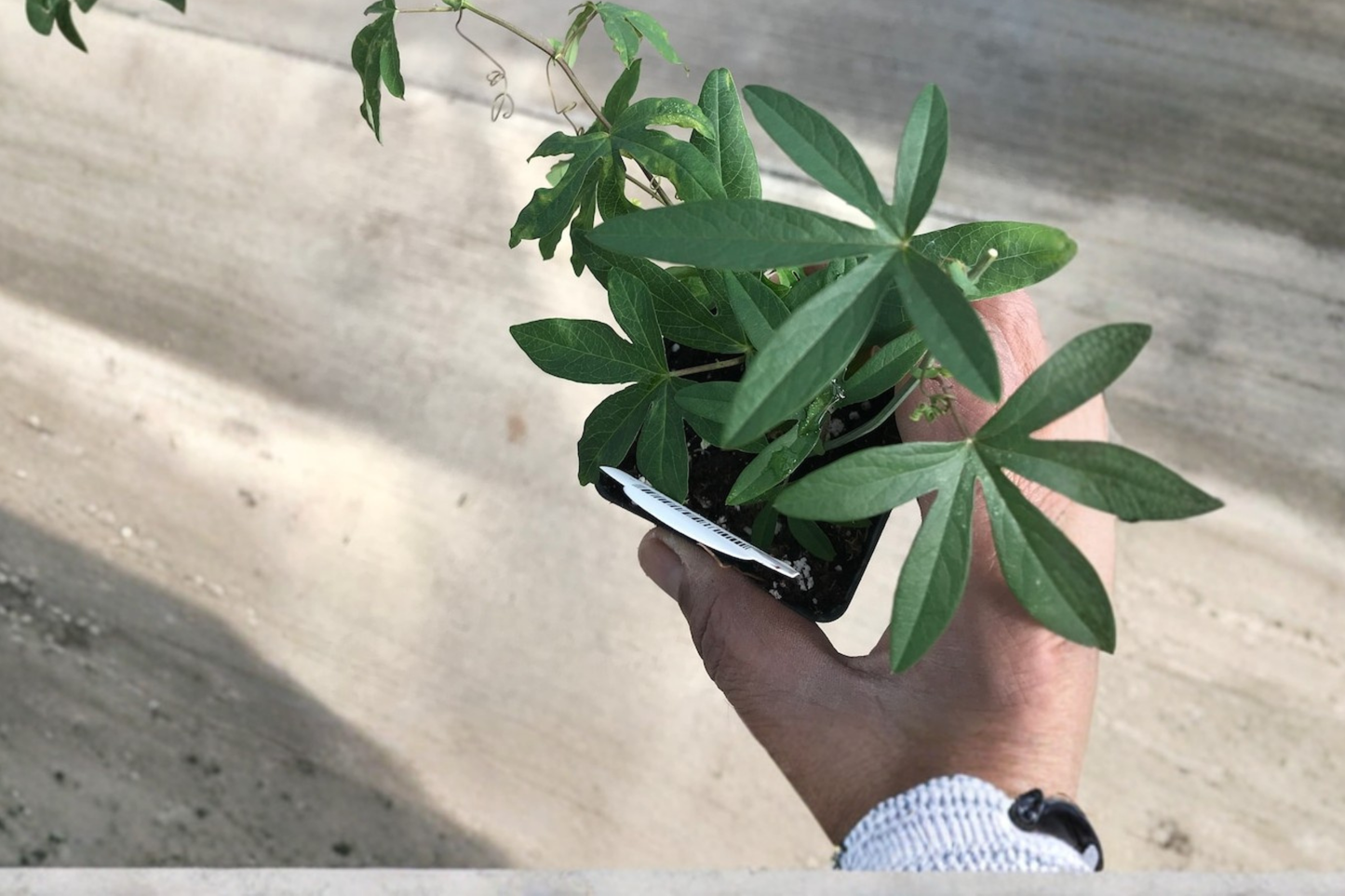 Blue Passion Flower Live Plant Passiflora Caerulea Passion Vine 1 Foot Tall Climbing Flowering Plant