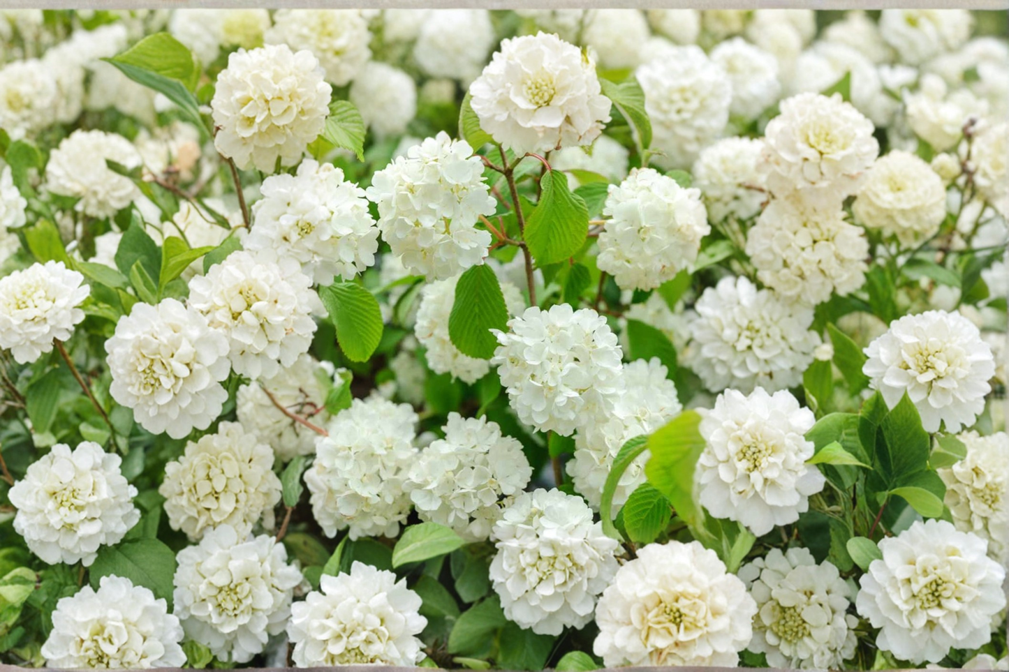 Popcorn Viburnum Live Plant 1 Gallon – Viburnum plicatum White Spring Flowering Shrub Garden Plant