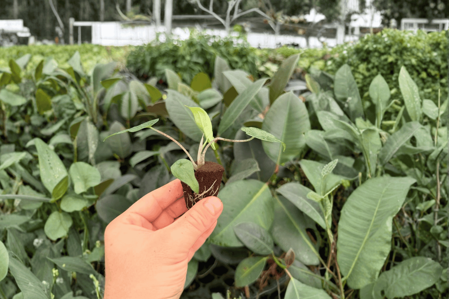 Alocasia Metallic Blue 2 Exact Live Starter Plants – Alocasia ‘Metallic Blue’
