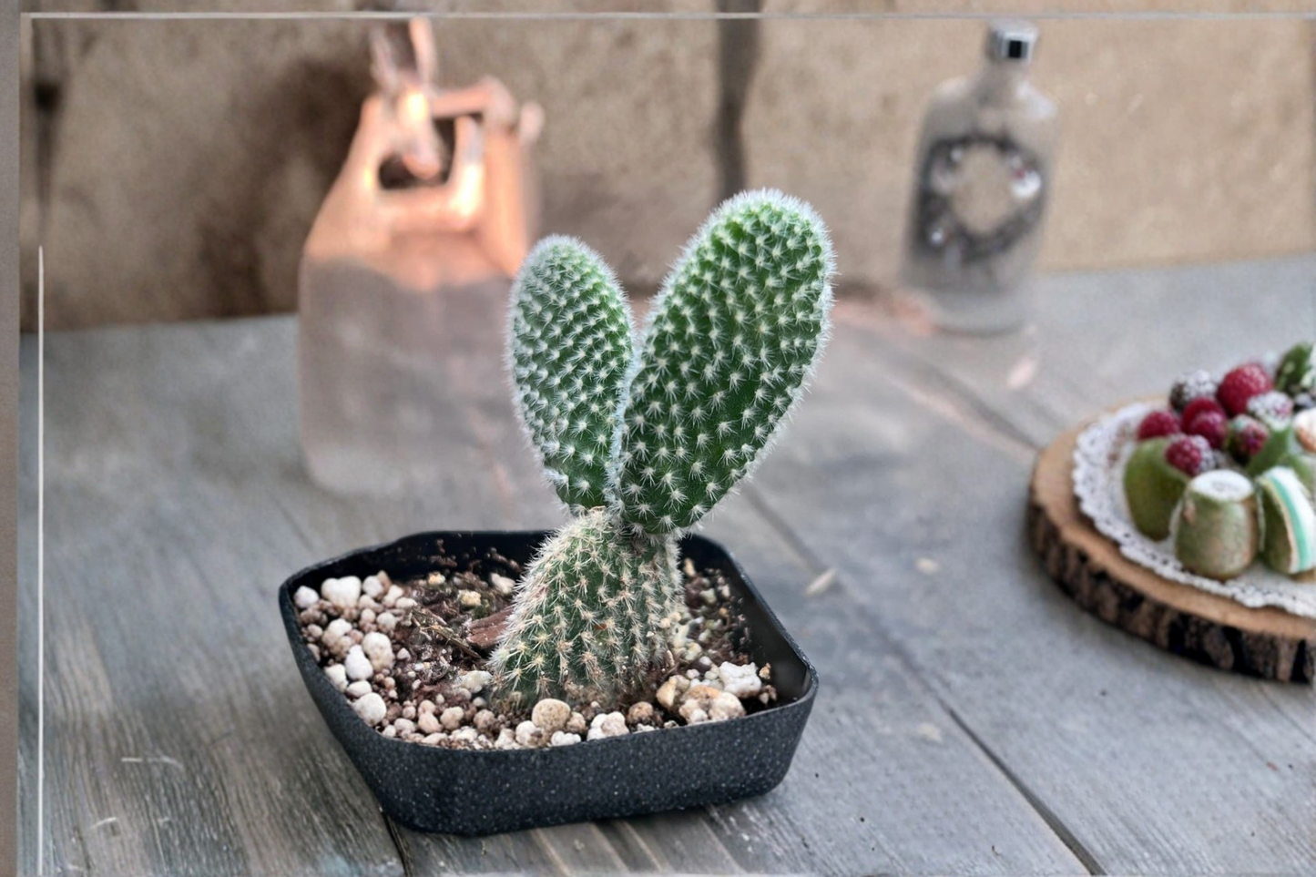 White Bunny Ears Cactus Live Plant Opuntia Succulent in 2 Inch Pot Indoor Outdoor Cacti Garden Houseplant Gift