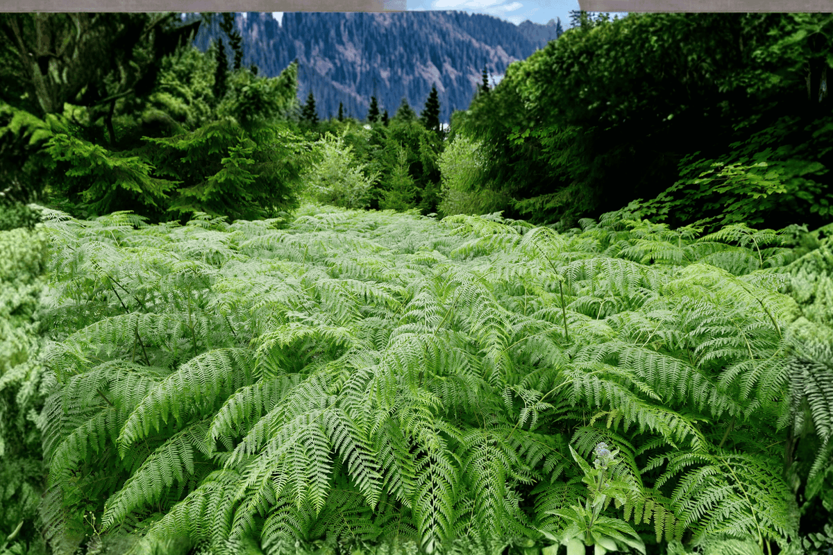 Cinnamon Fern 1 Live Plant – Osmundastrum cinnamomeum – 1 Gallon Pot