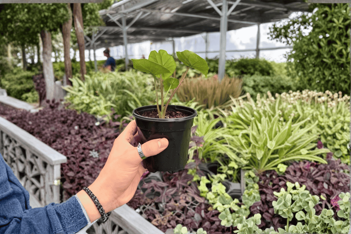 Alocasia Platinum Bisma 2 Exact Live Plants – 4-Inch Pots – Alocasia 'Platinum Bisma'