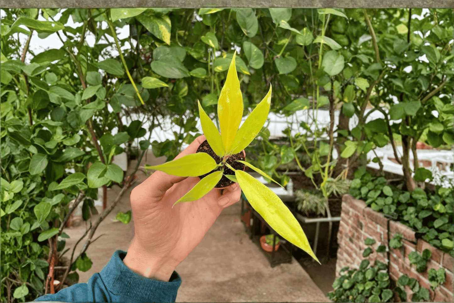 2 Philodendron Golden Crocodile Starter Plants