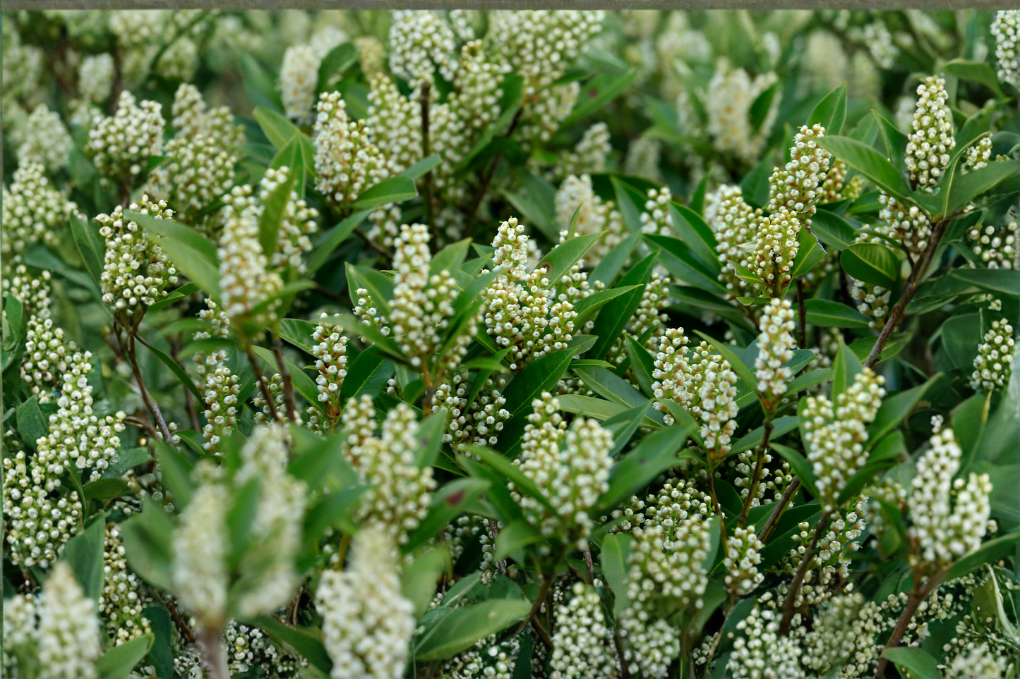 Schip Laurel Live Plant 6–10 Inches Tall in 3-Inch Pot – Evergreen Shrub – Prunus laurocerasus 'Schipkaensis'