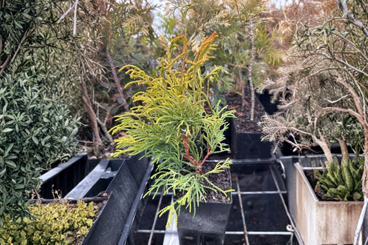 Golden Whorl Hinoki Cypress Live Plant 4 Inch Pot – Chamaecyparis obtusa Dwarf Evergreen Garden Plant