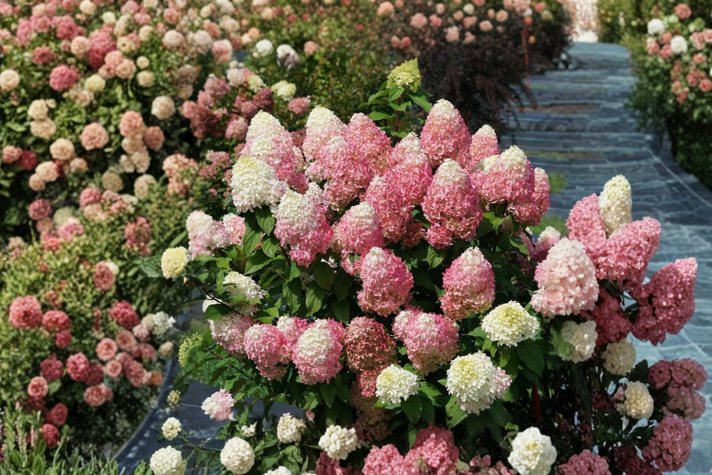 Quick Fire Fab Hydrangea 4” Live Plant – Panicle Hydrangea Shrub with Early Bloom Color Change for Garden