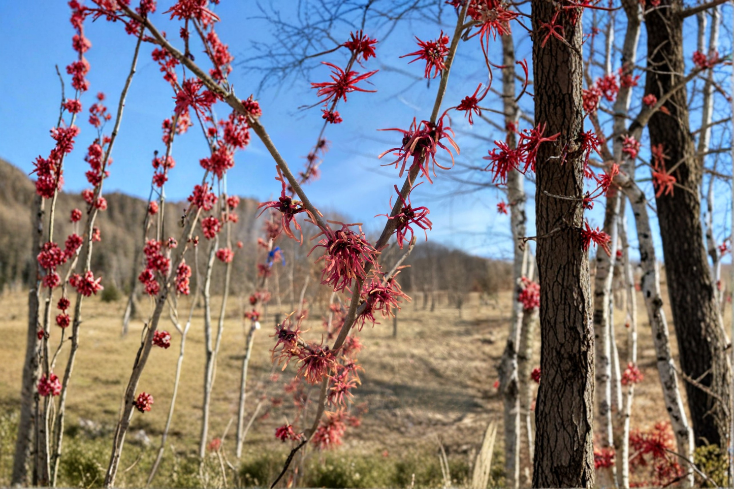 Jean Louis Witch Hazel Bare Root 12 Inch Live Plant – Hamamelis intermedia Yellow Winter Blooming Shrub Garden