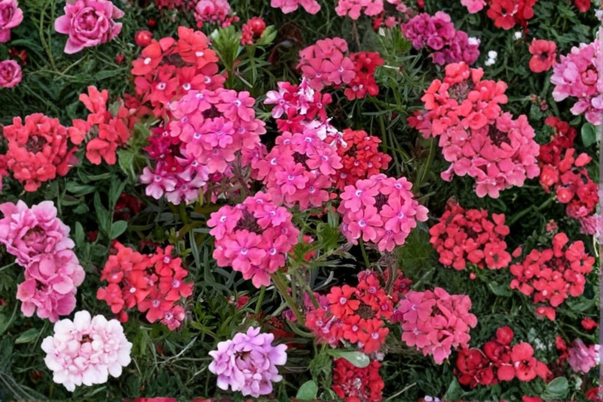 Sweetheart Kisses Moss Verbena Live Plant – 4-Inch Pot – Verbena tenuisecta 'Sweetheart Kisses'