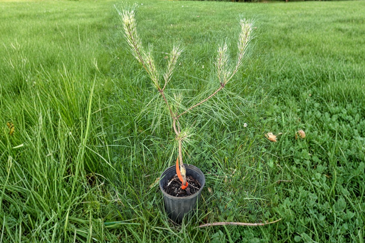 Dragons Eye Pine Live Plant 12 Inch 1 Gallon Pot Variegated Pine Evergreen Conifer Garden Landscape Tree