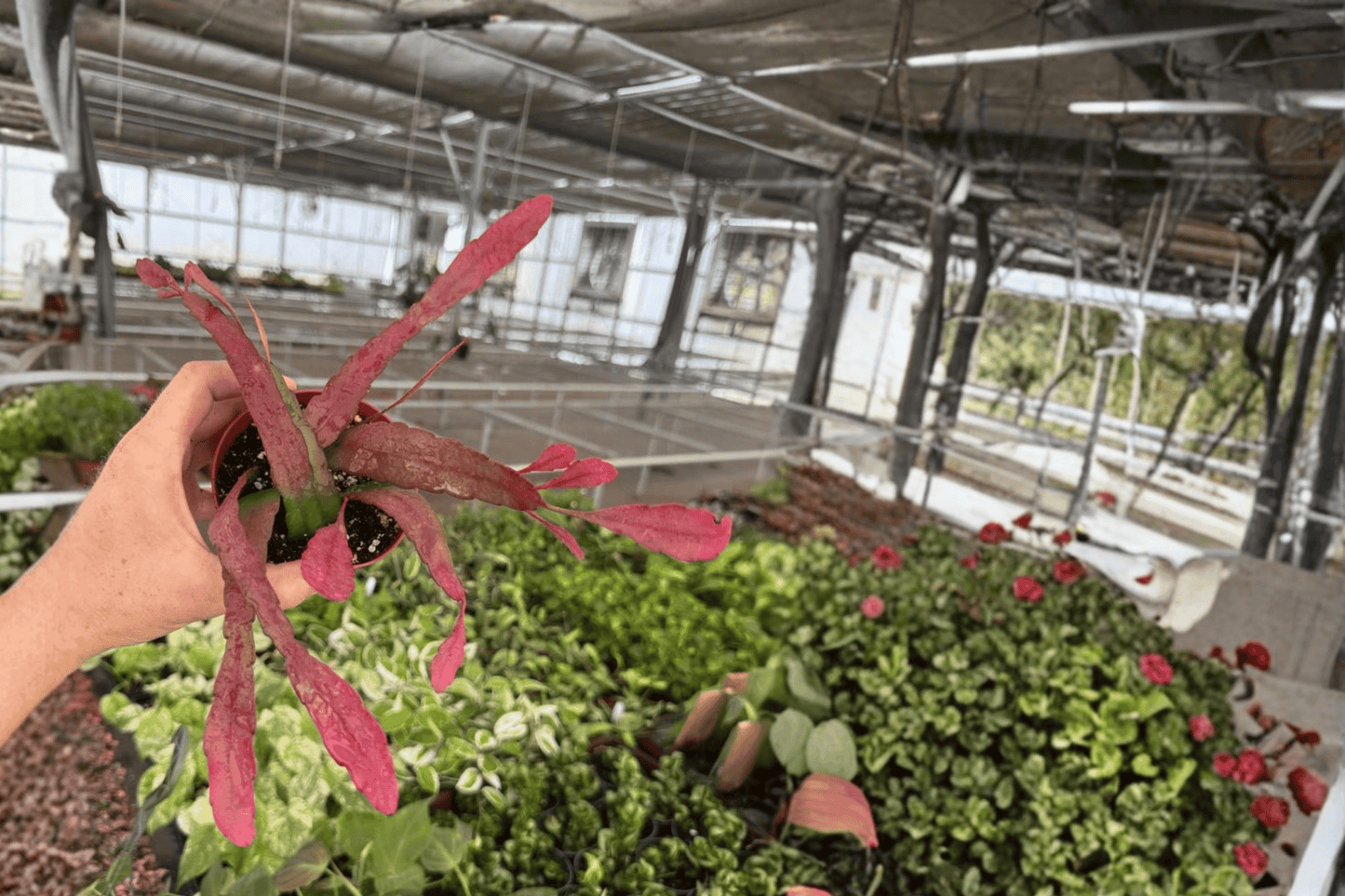 2 Epiphyllum Red Tip Live Plants in 4-Inch Pots – Epiphyllum 'Red Tip'