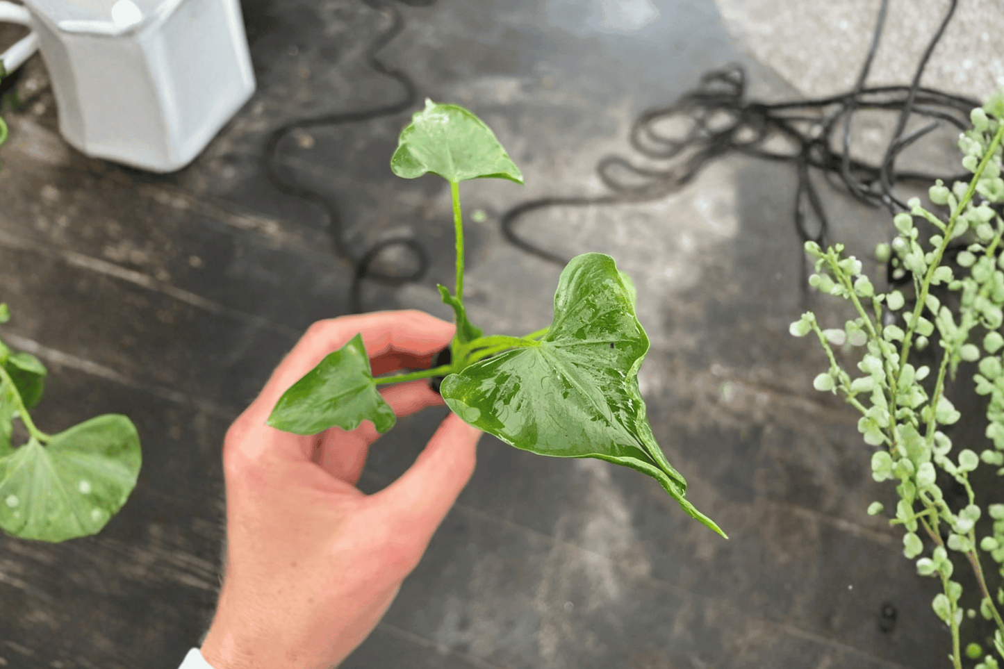 2 Alocasia triangularis Starter Plants – Bare Root – Alocasia triangularis