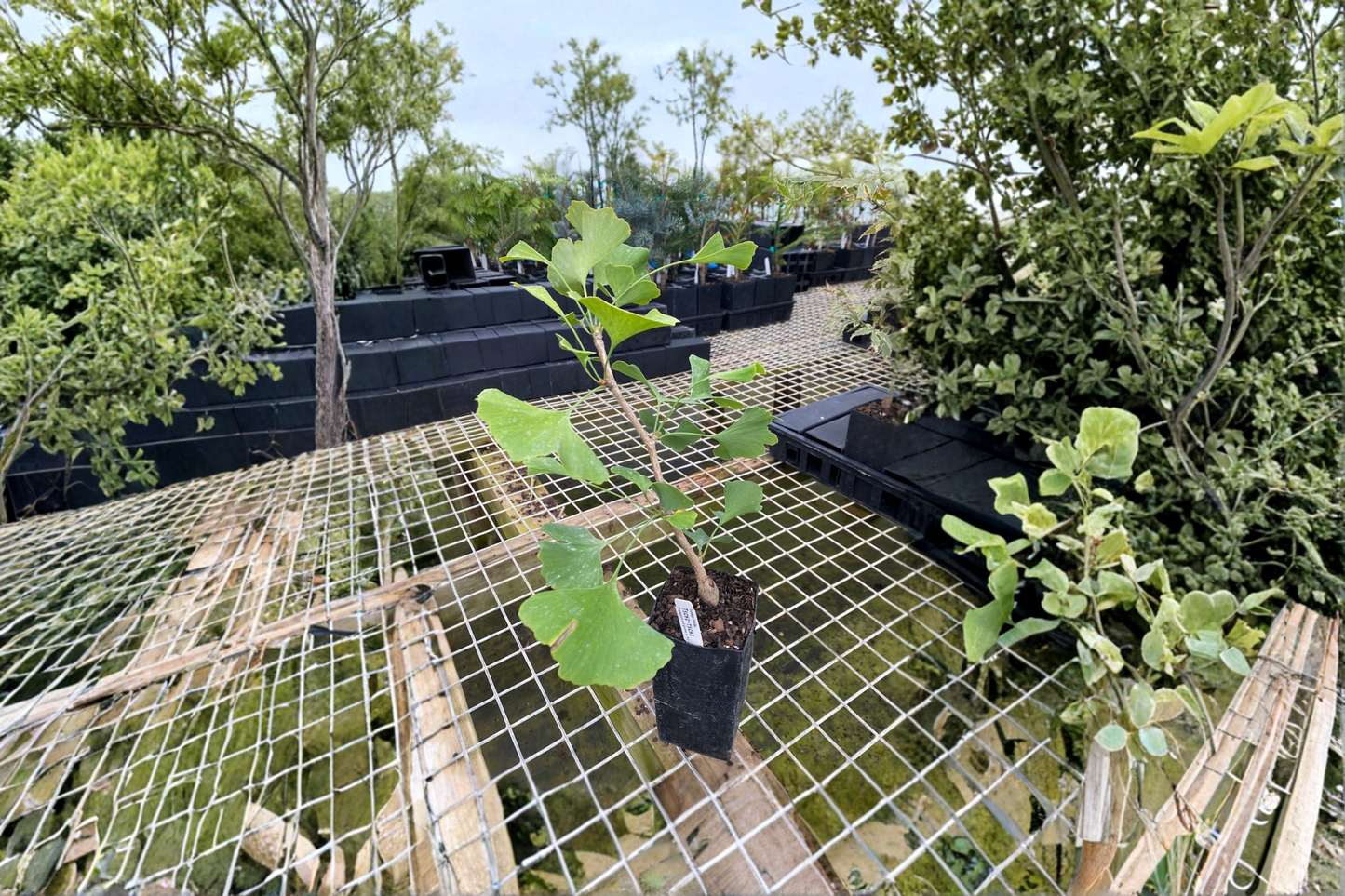 Ginkgo ‘Chi Chi’ Live Plant 6 Inch Tall – Ginkgo biloba Dwarf Tree 1 Year Graft Compact Ornamental Garden Plant