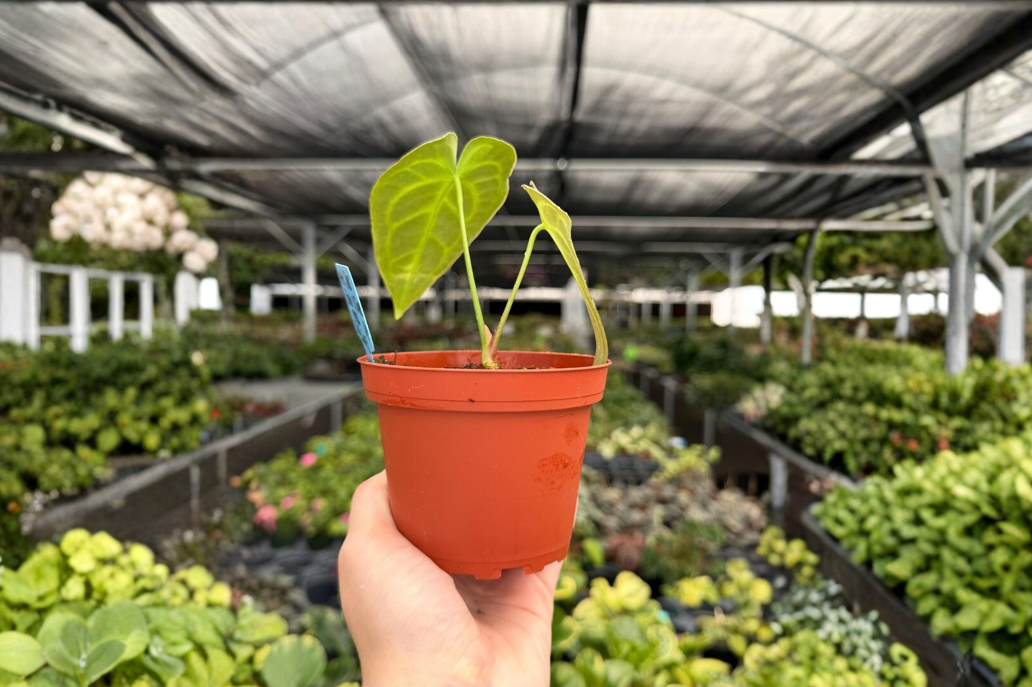 2 Exact Anthurium 'Silver Blush × Silver Mask' Hybrid Live Plants – 4-Inch Potted Houseplants
