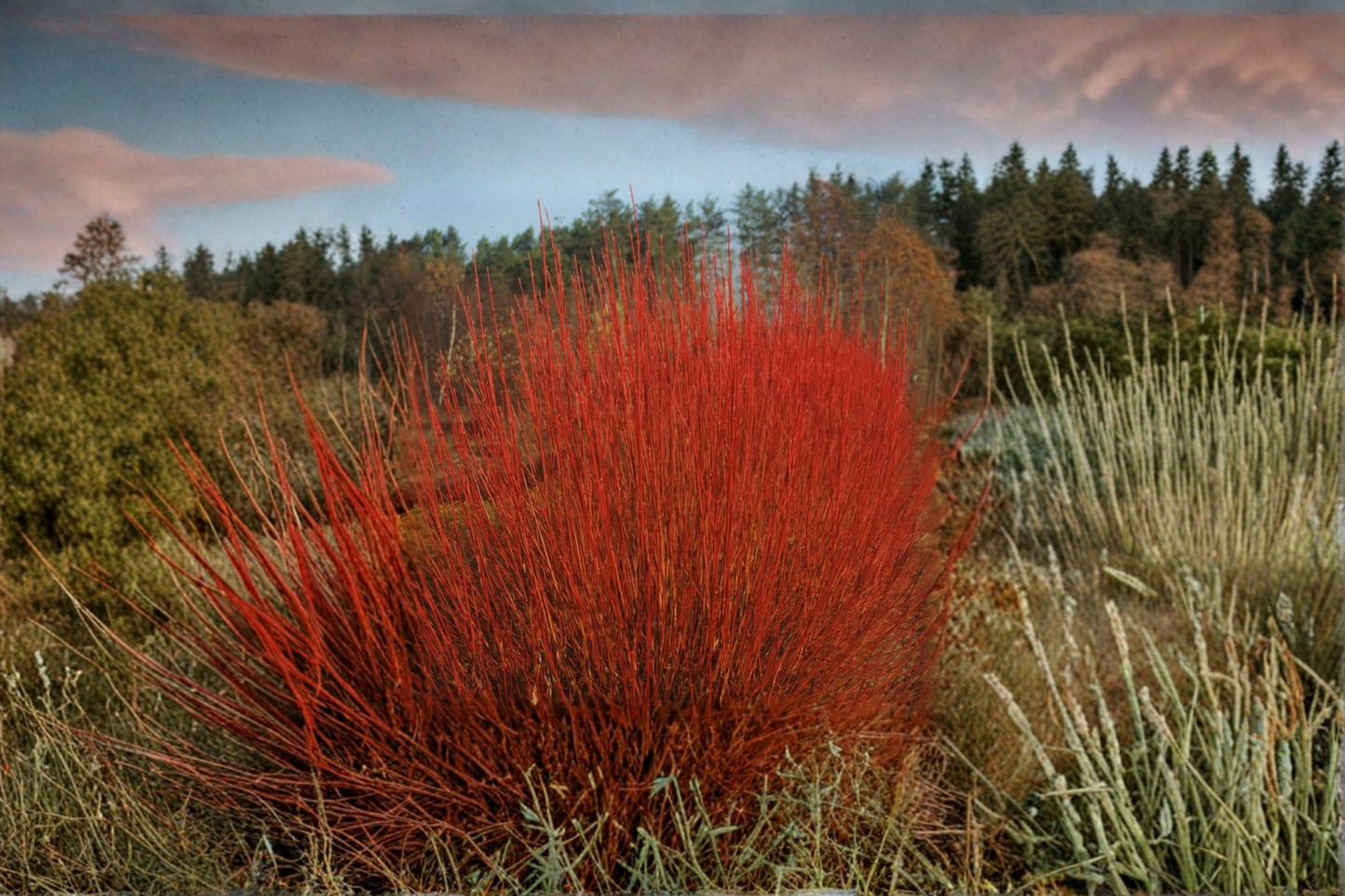 Red Twig Dogwood Cardinal Live Plant 4 Inch Pot – Cornus sericea Bright Red Winter Stems Hardy Shrub Garden Border Plant