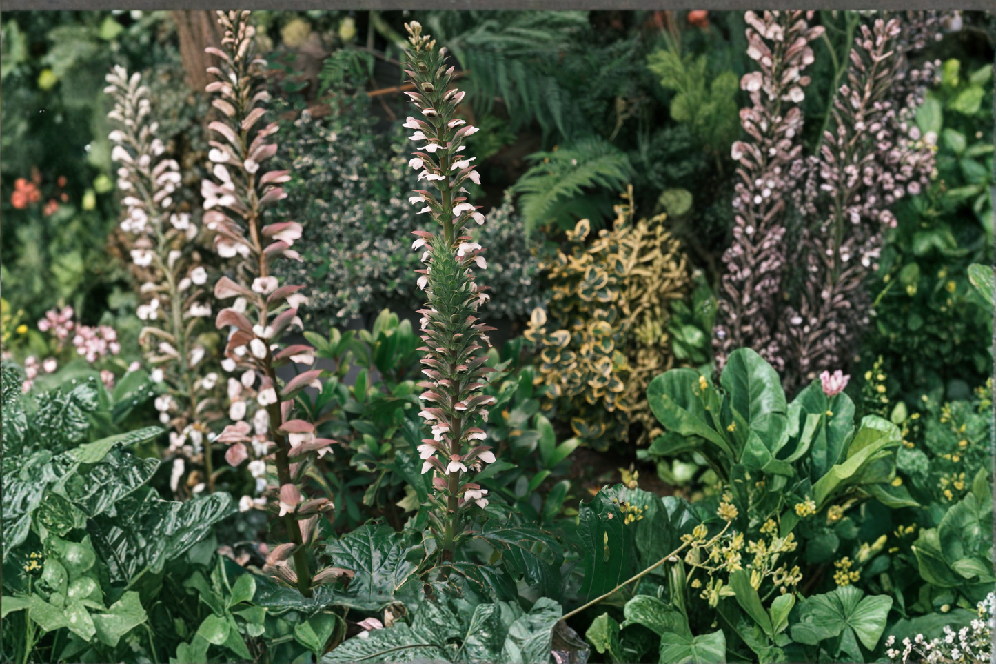 Bear's Breeches Live Plant – Acanthus mollis Purple White Flowering Perennial