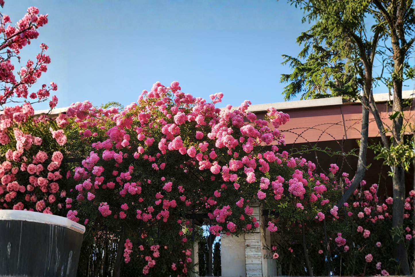 New Dawn Pink Climbing Rose Live Plant in 1-Quart Pot – Repeat Blooming – Rosa 'New Dawn'